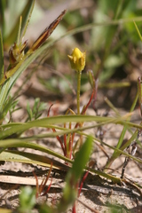 Cicendia quadrangularis