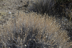 Acamptopappus sphaerocephalus