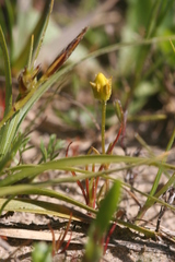 Cicendia quadrangularis