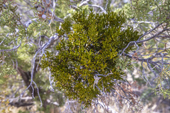 Phoradendron bolleanum