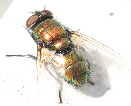 Unknown species found near Jamaica Plain, Boston, MA, USA