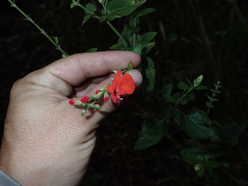 Salvia coccinea observed 2025-10-10