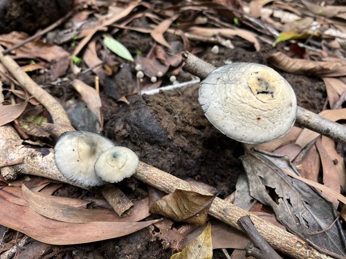 Panaeolus cyanescens, 2025-10-10