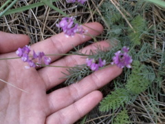 Astragalus tenuifolius