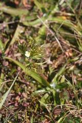 Triphysaria floribunda