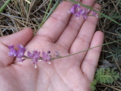 Astragalus tenuifolius