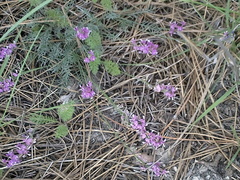 Astragalus tenuifolius