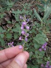 Astragalus tenuifolius