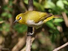 Montane White-Eye photo 1