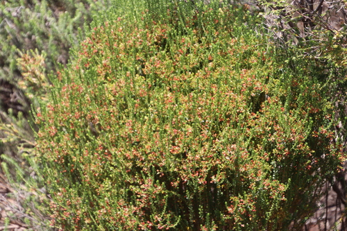 Image of Lemon Buchu (Agathosma glabrata) by (c) Tony Rebelo, some rights reserved (CC BY-SA)