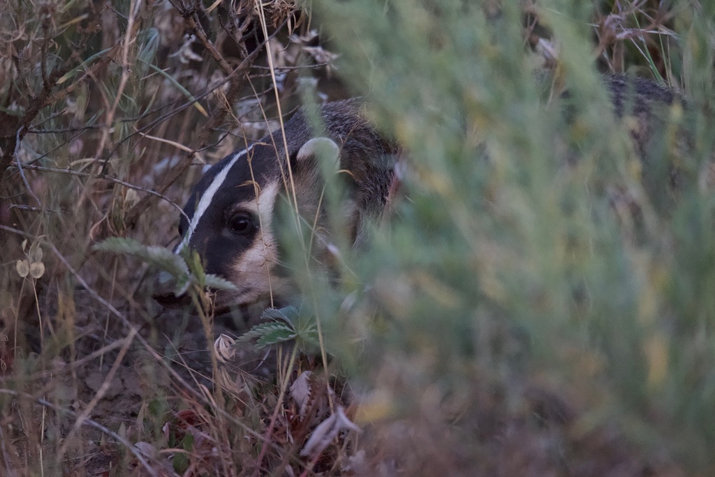 American Badger from County Road 80A, Hayden, CO, US on August 14, 2025 ...