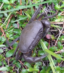 Potamonautes barnardi