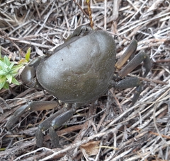 Potamonautes barnardi