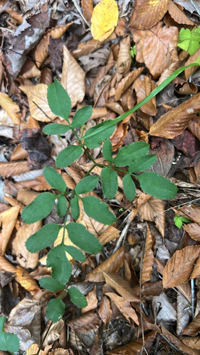 hairy angelica (Angelica venenosa)