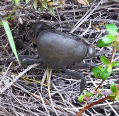 Potamonautes barnardi