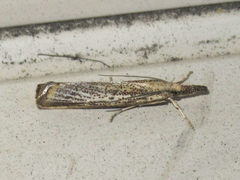 Agriphila plumbifimbriellus