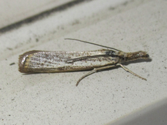Agriphila plumbifimbriellus