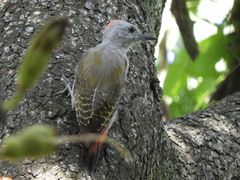 Chloropicus goertae