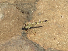 Brachythemis