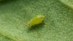 Wahlgreniella nervata