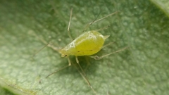 Wahlgreniella nervata
