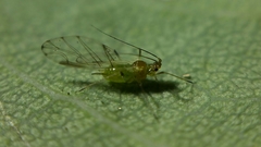 Wahlgreniella nervata