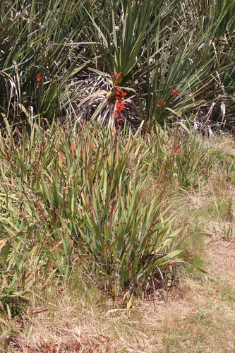 Image of Watsonia angusta by (c) Tony Rebelo, some rights reserved (CC BY-SA)