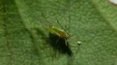 Wahlgreniella nervata