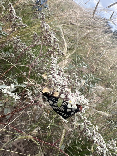 Chinati Sheepmoth