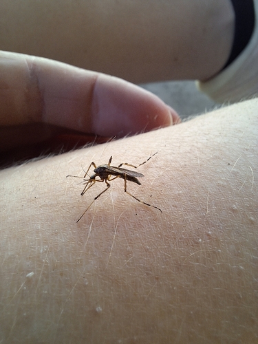Unknown species found near Missouri Township, MO, USA
