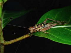 Cardiodactylus guttulus