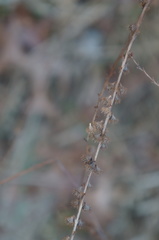 Agrimonia parviflora