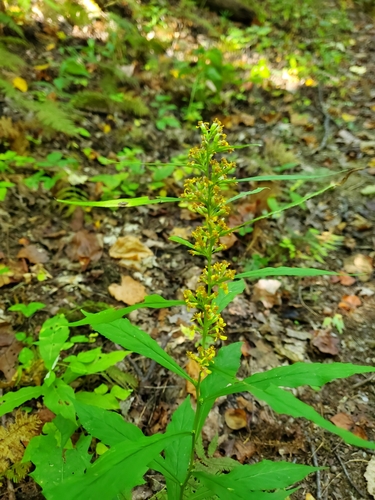 Solidago curtisii, photograph 4