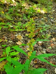 Solidago curtisii, photograph (c) Will Kuhn, some rights reserved (CC BY)