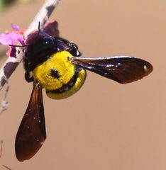 Xylocopa calens