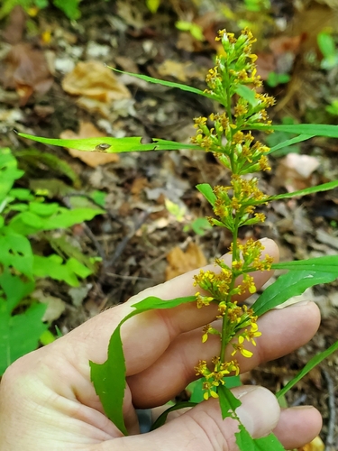 Solidago curtisii, photograph 5