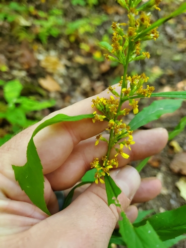 Solidago curtisii, photograph 6