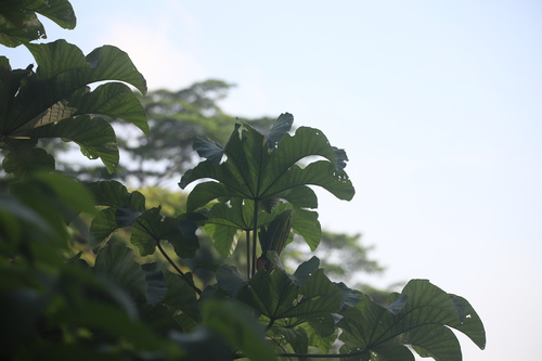 Cecropia polystachya, photograph 6