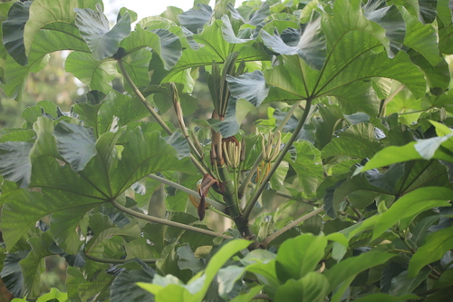 Cecropia polystachya, photograph 5