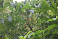 Cecropia polystachya, photograph (c) Steven Bodzin, some rights reserved (CC BY)