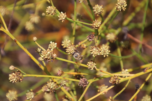 Image of Thesium aggregatum by (c) Tony Rebelo, some rights reserved (CC BY-SA)