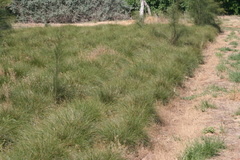 Carex pansa