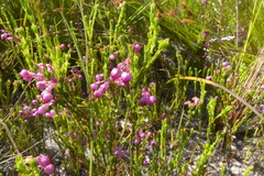Erica melanacme