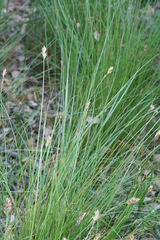 Carex pansa