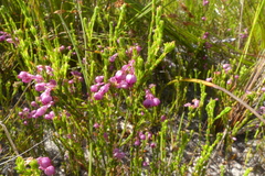 Erica melanacme