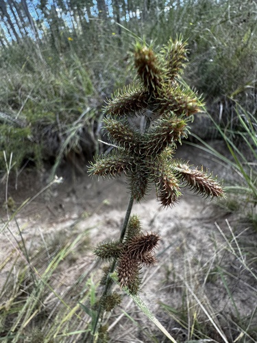 Hairy Umbrella-sedge (Fuirena squarrosa)