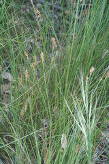 Carex pansa