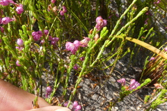 Erica melanacme
