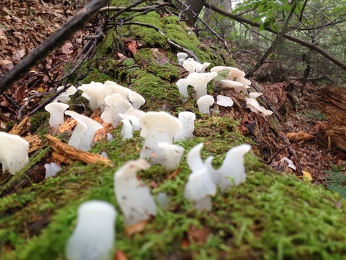 Toothed Jelly Fungus