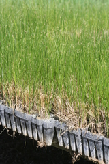 Carex pansa